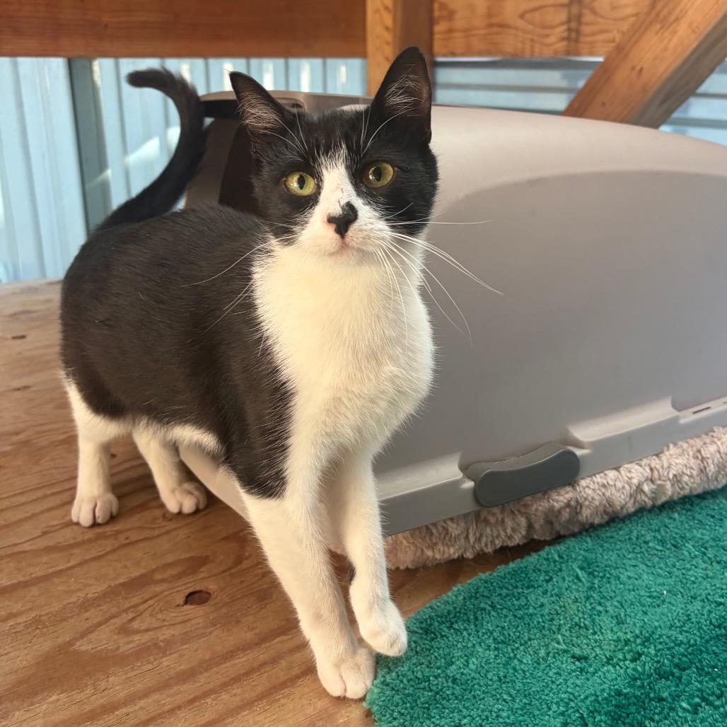 Enlarge Winona, a Adoptable Domestic Short Hair in San Pablo, CA image 4/6