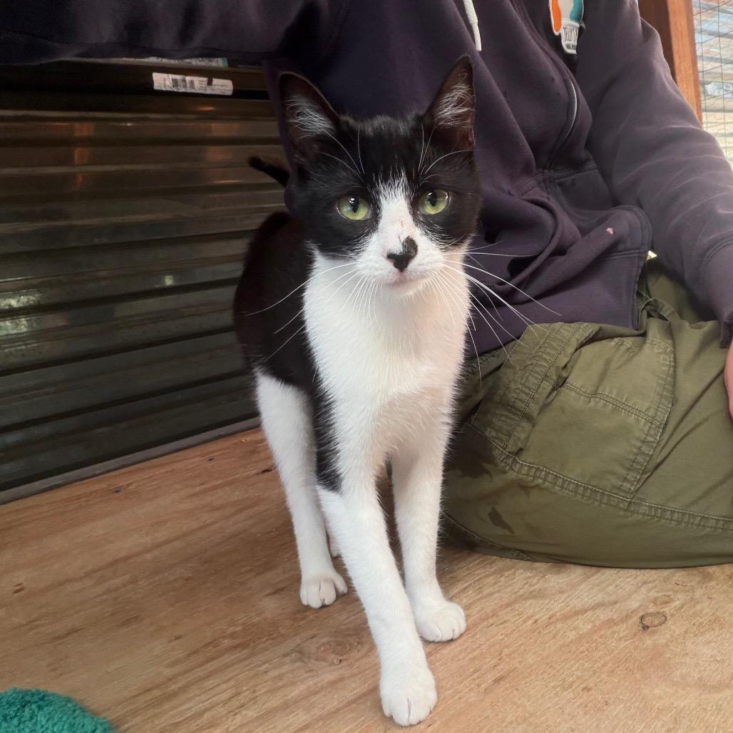 Enlarge Winona, a Adoptable Domestic Short Hair in San Pablo, CA image 5/6