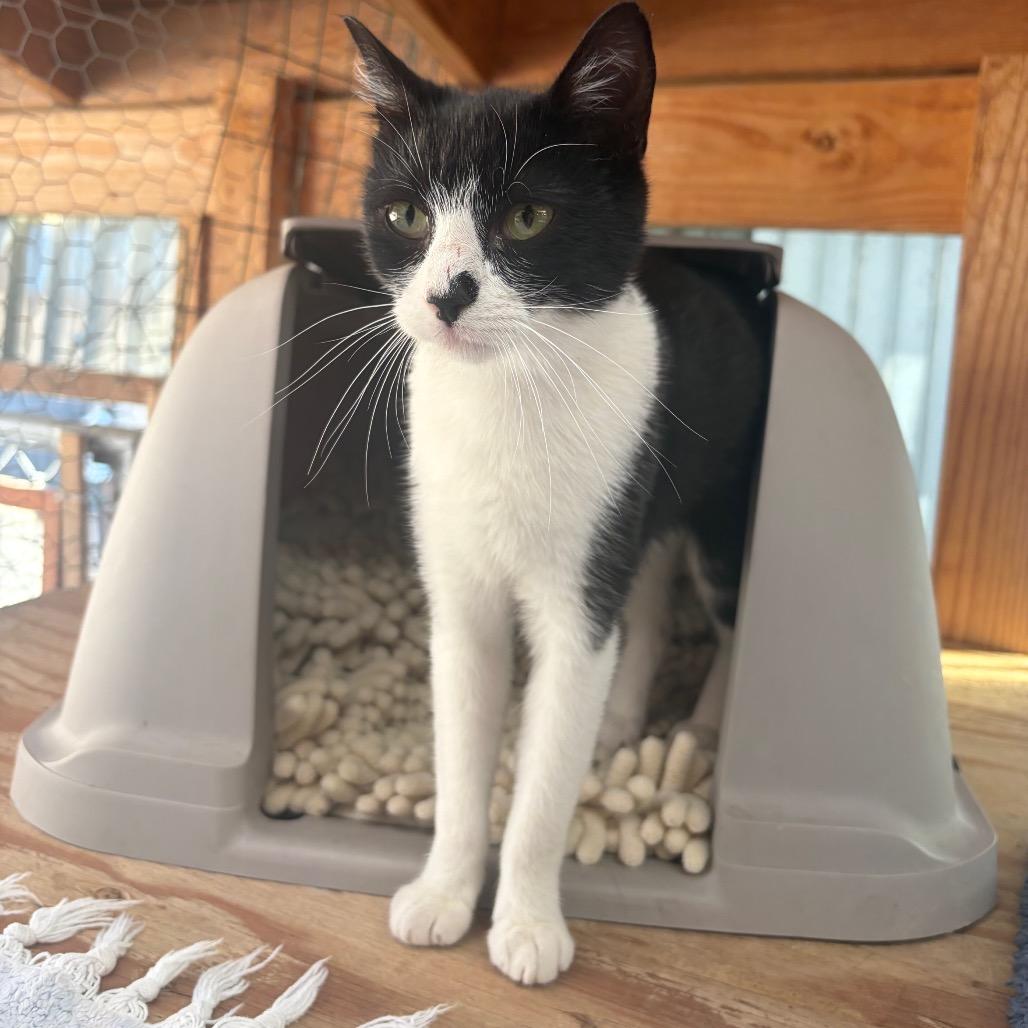 Enlarge Winona, a Adoptable Domestic Short Hair in San Pablo, CA image 6/6