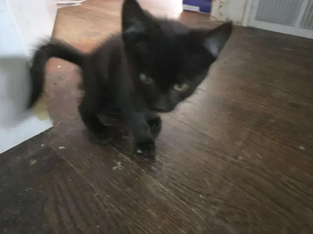 Enlarge Anubis, a Adoptable mixed breed in Grand Rapids, MI image 1/4