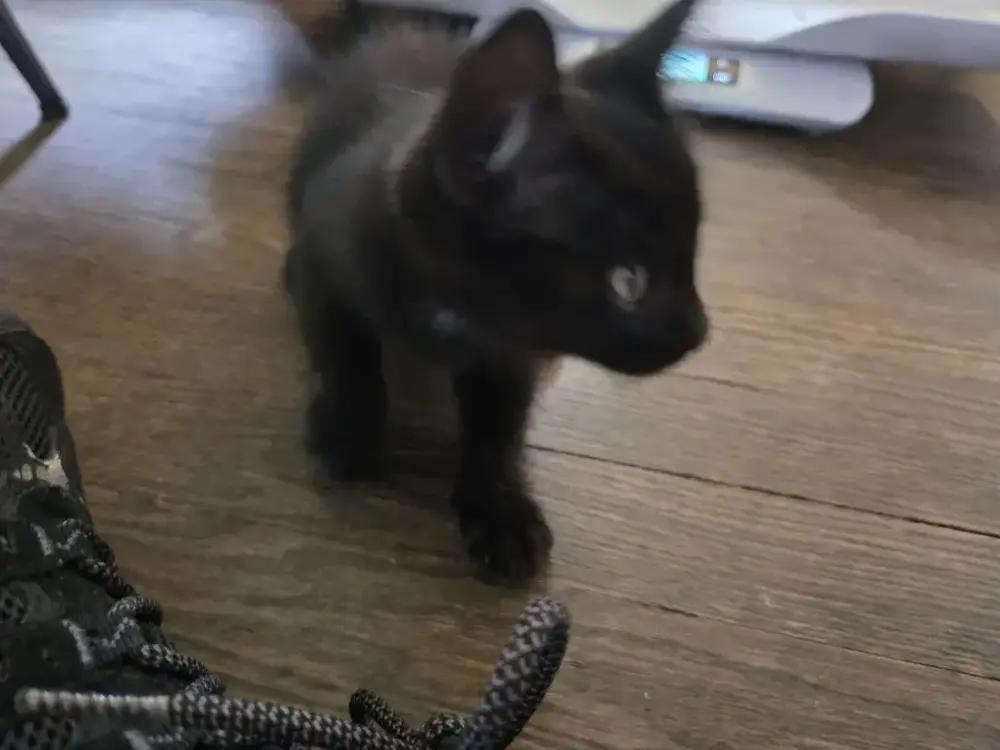 Enlarge Anubis, a Adoptable mixed breed in Grand Rapids, MI image 2/4