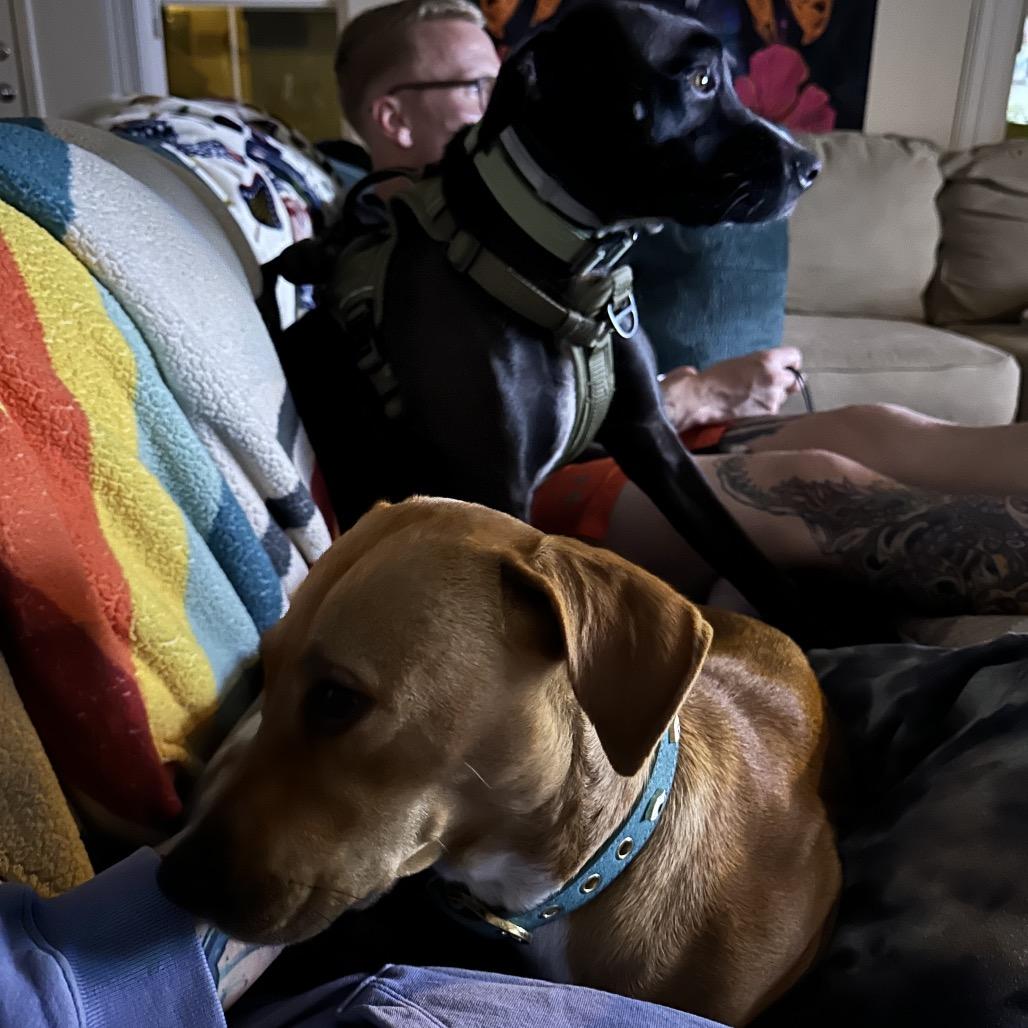 Reina, Adoptable, Young Female Labrador Retriever.