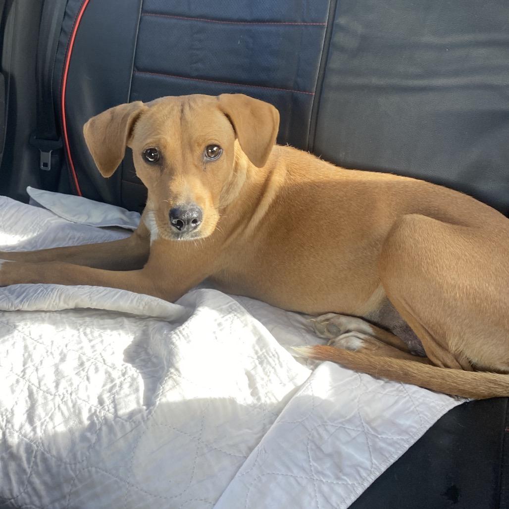 Reina, a Adoptable Labrador Retriever in Escondido, CA image 2/6
