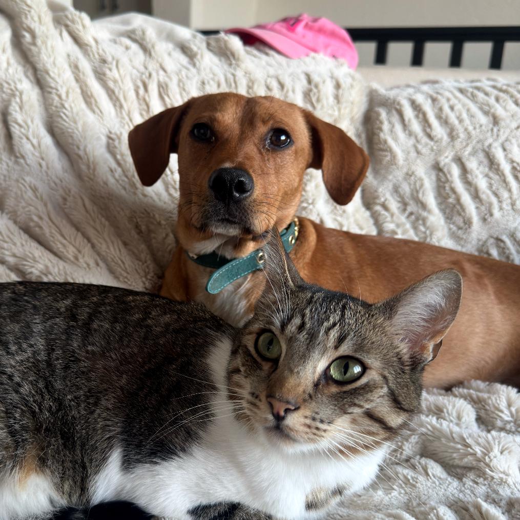 Reina, a Adoptable Labrador Retriever in Escondido, CA image 3/6