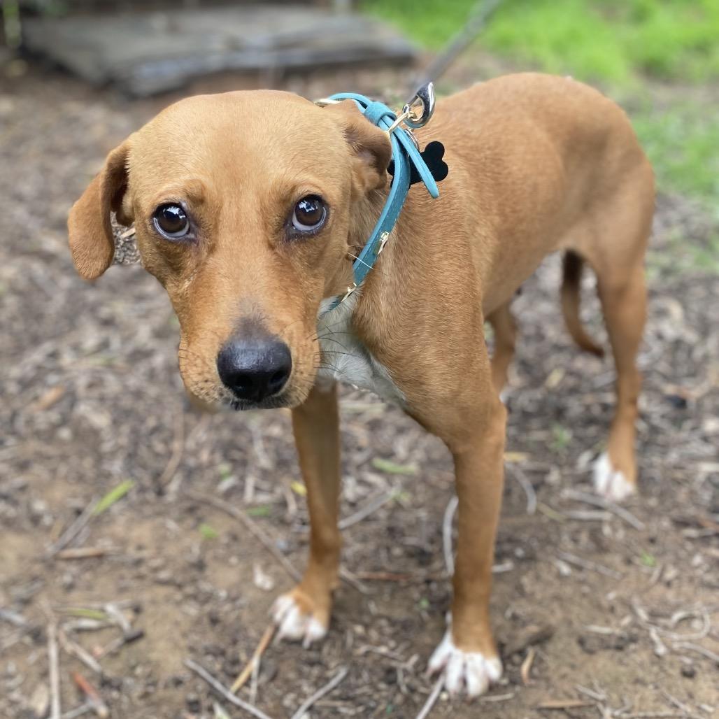 Reina, a Adoptable Labrador Retriever in Escondido, CA image 4/6