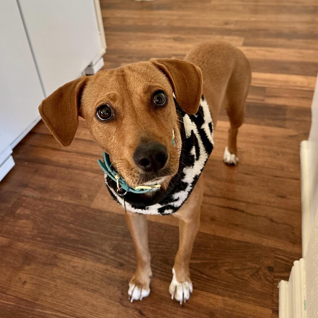 Reina, a Adoptable Labrador Retriever in Escondido, CA image 5/6