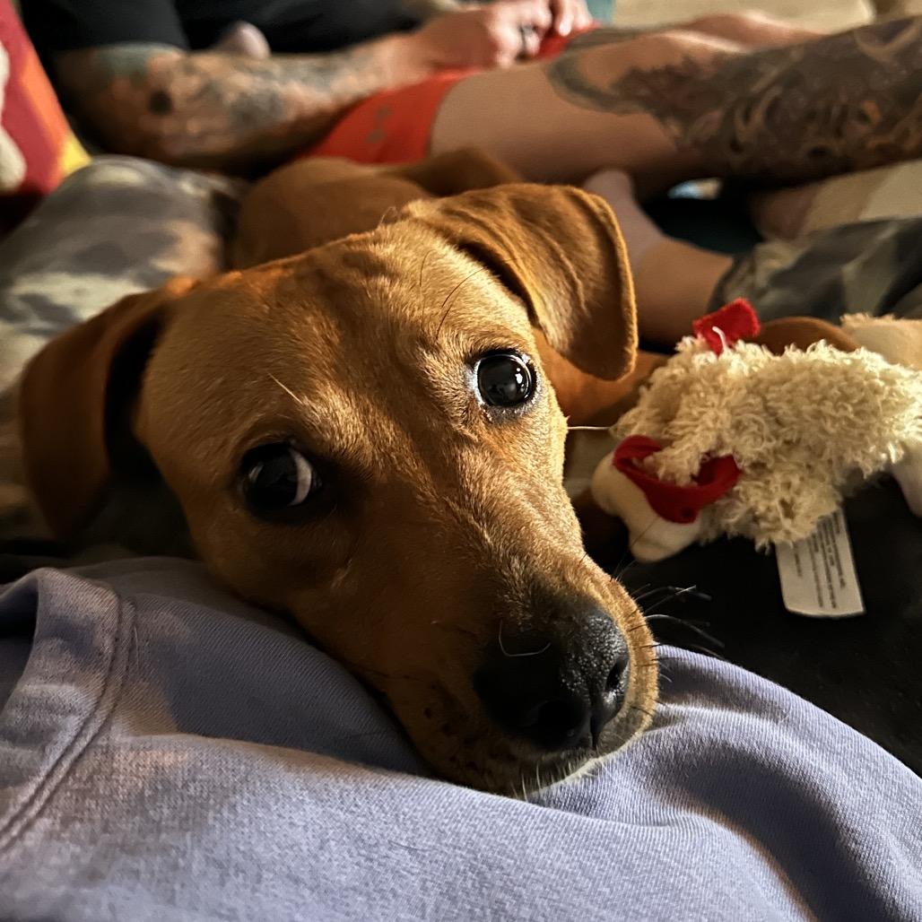 Reina, a Adoptable Labrador Retriever in Escondido, CA image 6/6