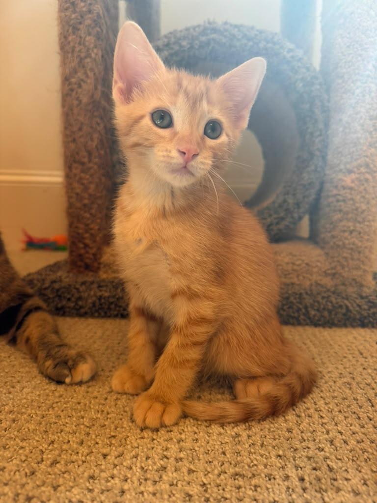 Enlarge Ferdinand, a Adoptable Domestic Short Hair in Brookhaven, GA image 3/4