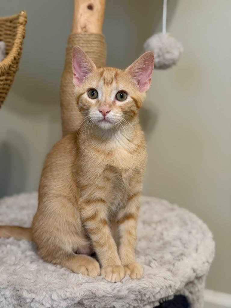 Ferdinand, Adoptable, Kitten Male Domestic Short Hair.