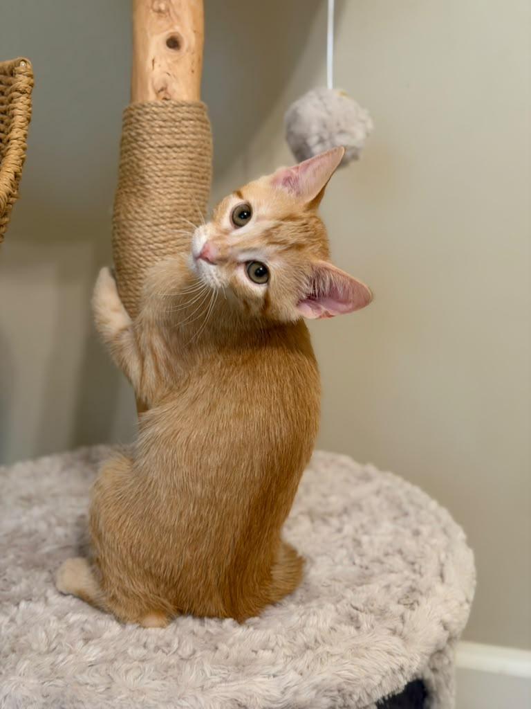 Enlarge Ferdinand, a Adoptable Domestic Short Hair in Brookhaven, GA image 2/4