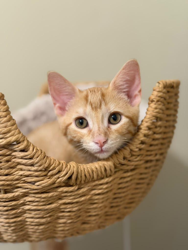 Enlarge Ferdinand, a Adoptable Domestic Short Hair in Brookhaven, GA image 4/4