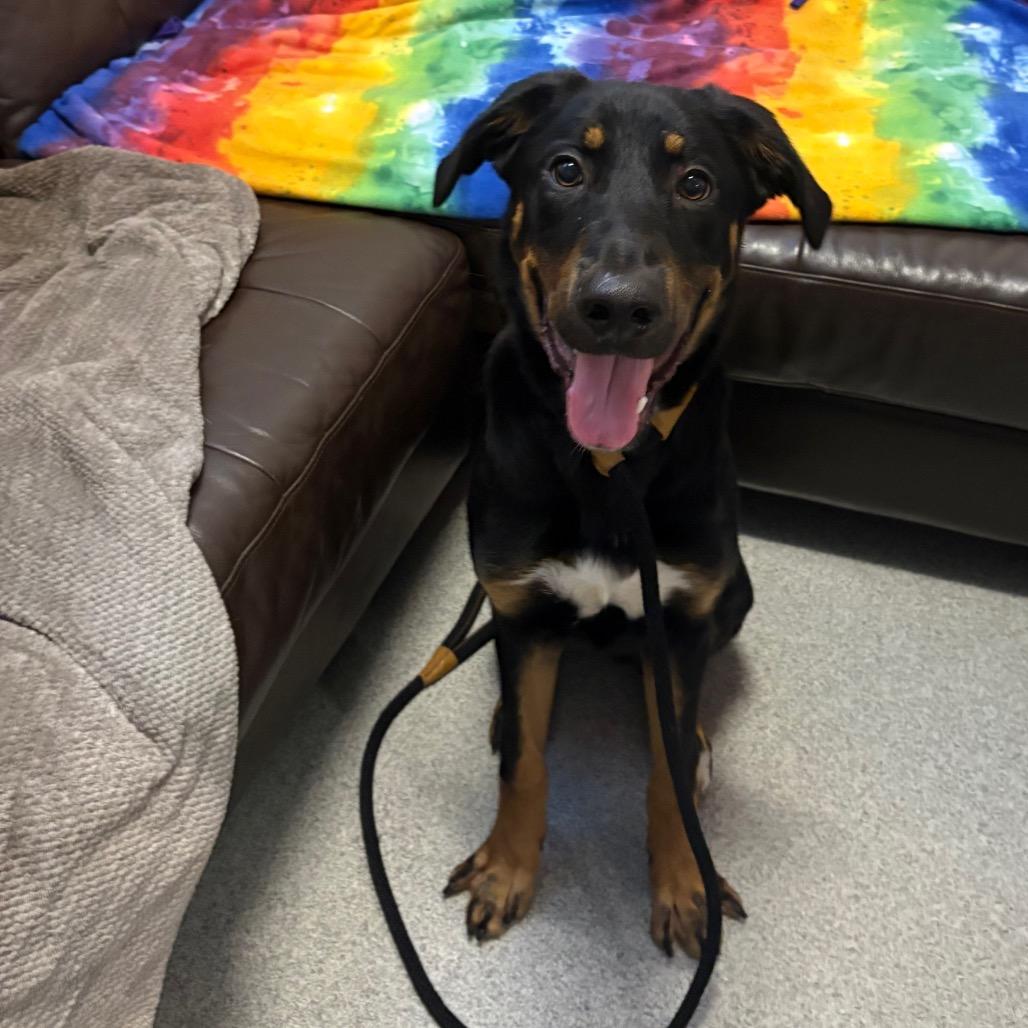 Enlarge Motley, a Adoptable mixed breed in Chicago, IL image 1/6