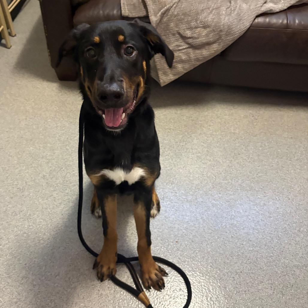 Enlarge Motley, a Adoptable mixed breed in Chicago, IL image 2/6