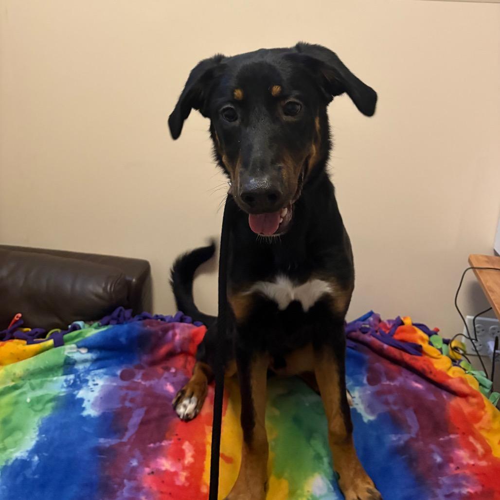 Enlarge Motley, a Adoptable mixed breed in Chicago, IL image 3/6