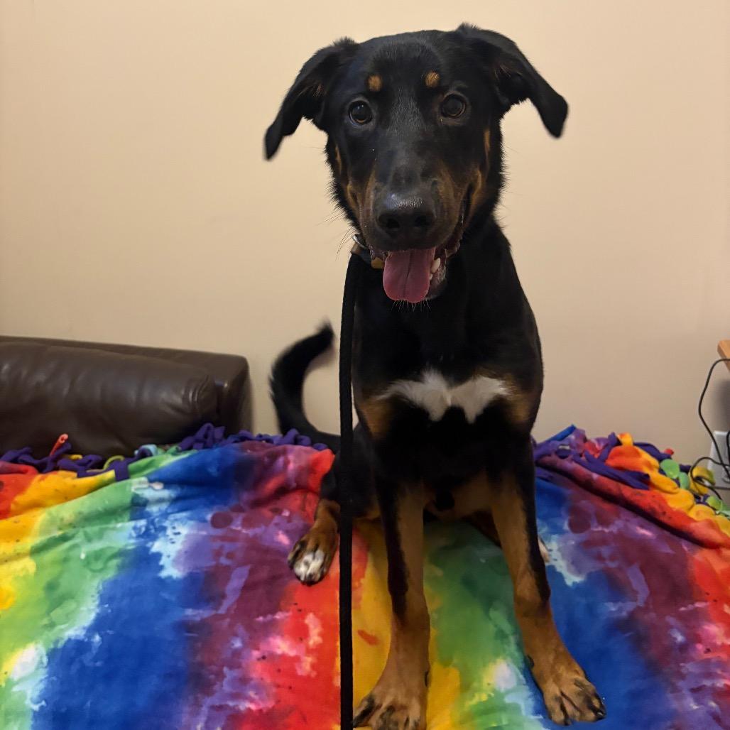 Enlarge Motley, a Adoptable mixed breed in Chicago, IL image 4/6