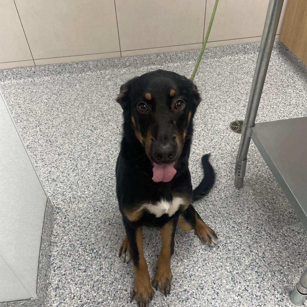 Enlarge Motley, a Adoptable mixed breed in Chicago, IL image 5/6