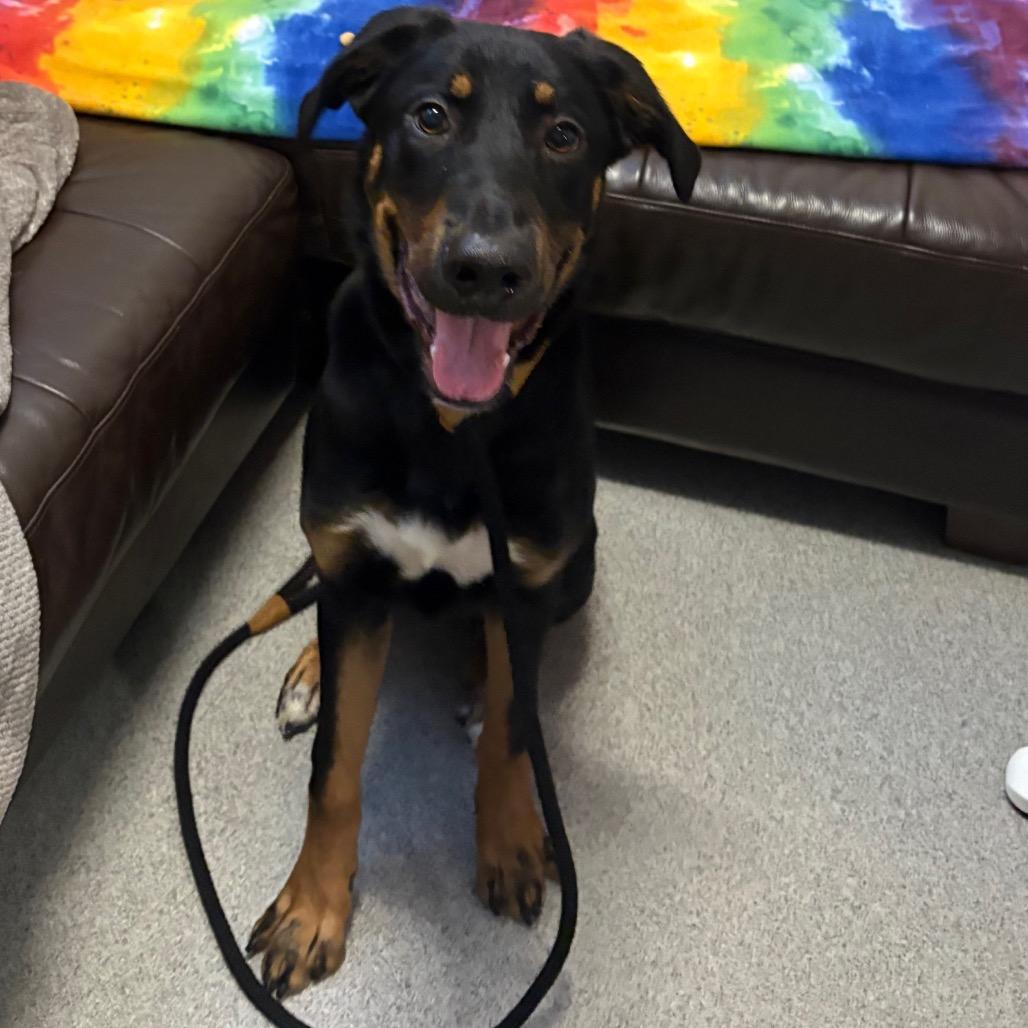 Enlarge Motley, a Adoptable mixed breed in Chicago, IL image 6/6