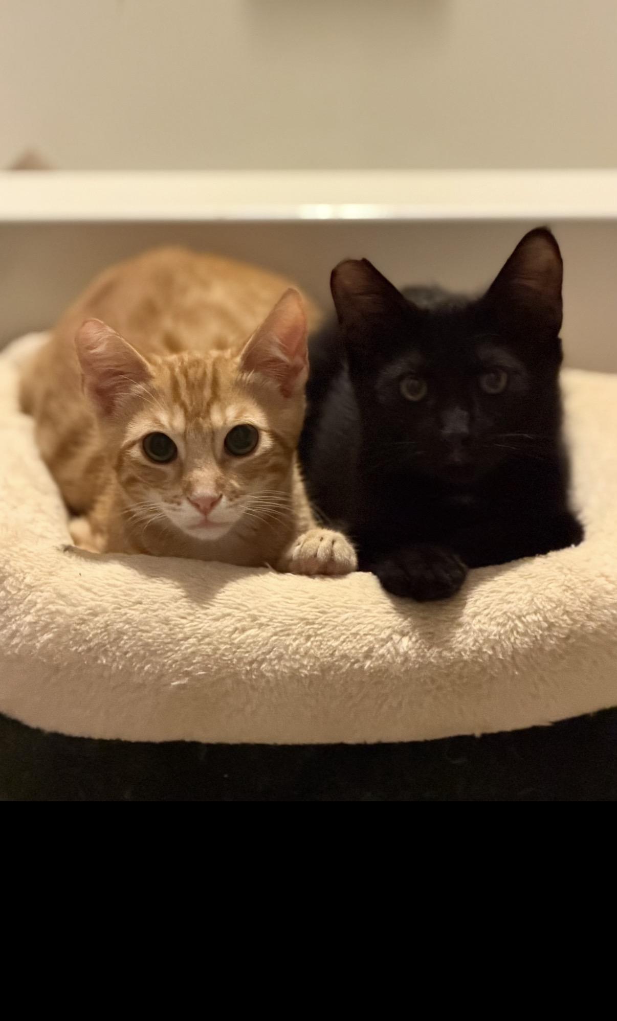 Enlarge Ronnie, a Adoptable Domestic Short Hair in Oceanside, CA image 2/2
