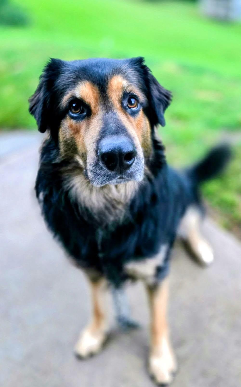 Enlarge Thor, a Adoptable mixed breed in La Crescent, MN image 4/4