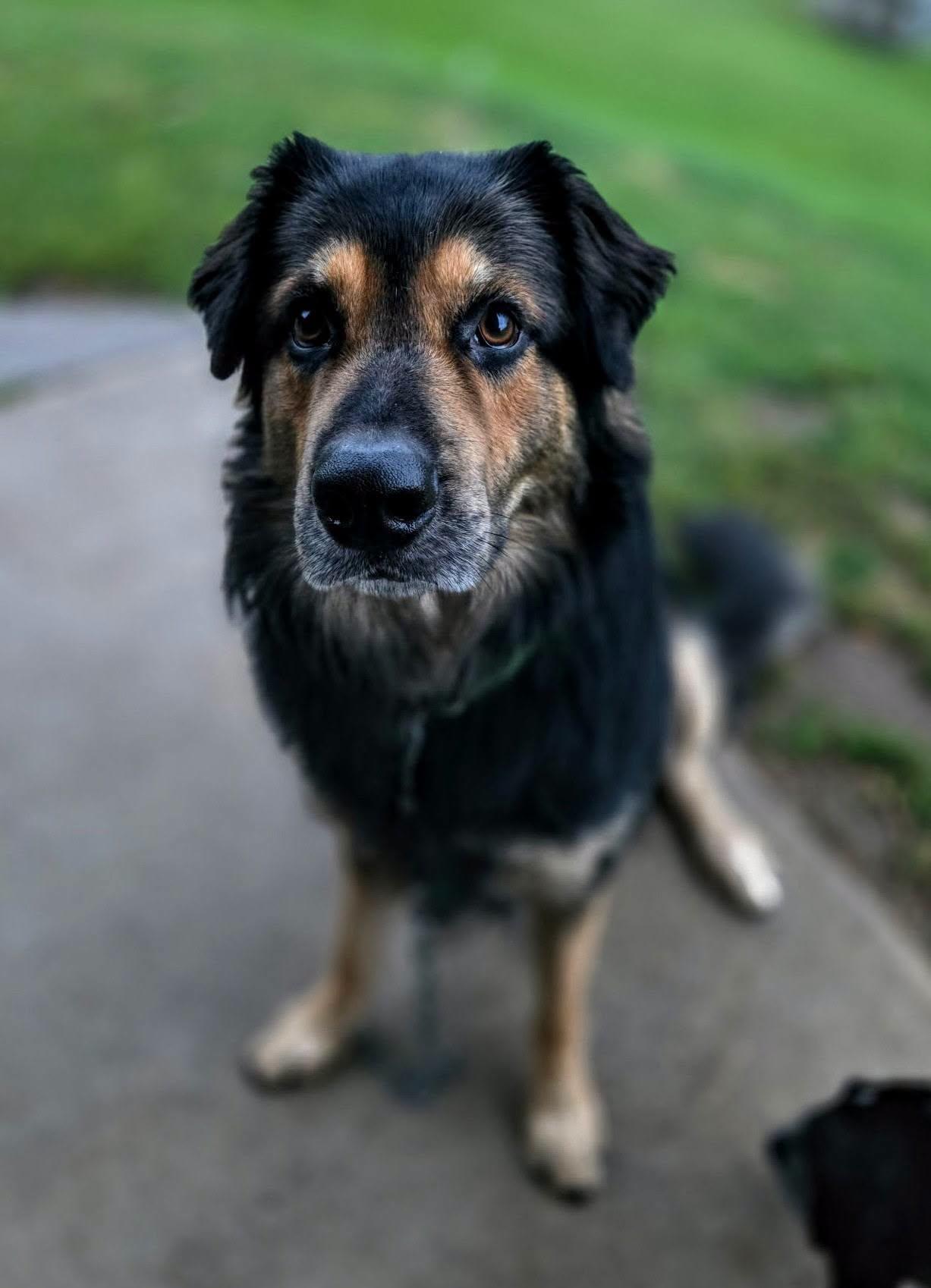 Enlarge Thor, a Adoptable mixed breed in La Crescent, MN image 2/4