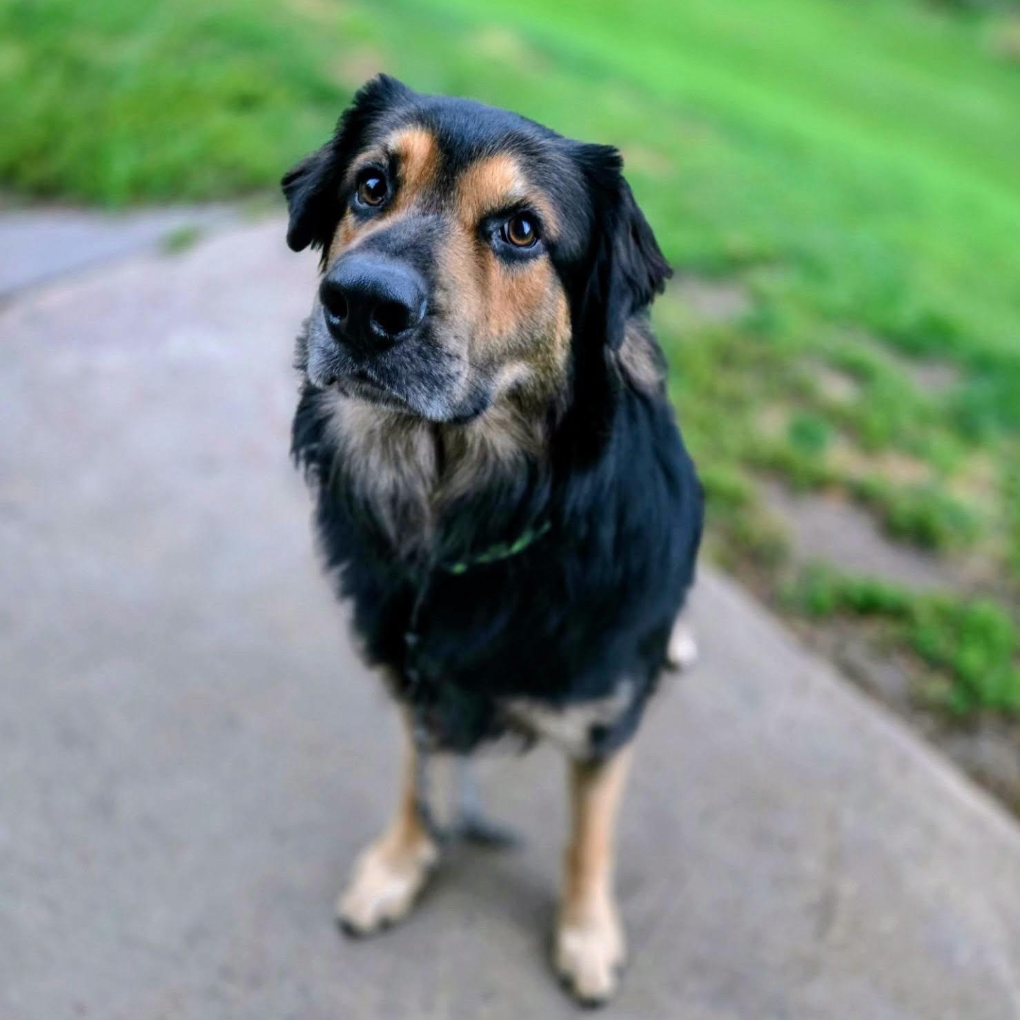 Thor, Adoptable, Young Male German Shepherd Dog & Great Pyrenees.