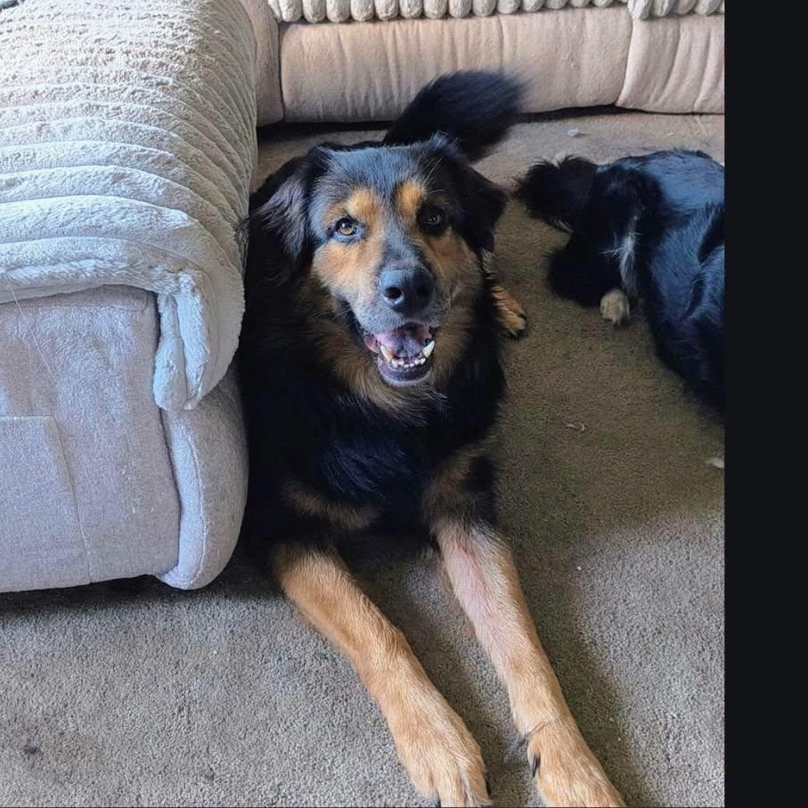 Enlarge Thor, a Adoptable mixed breed in La Crescent, MN image 3/4