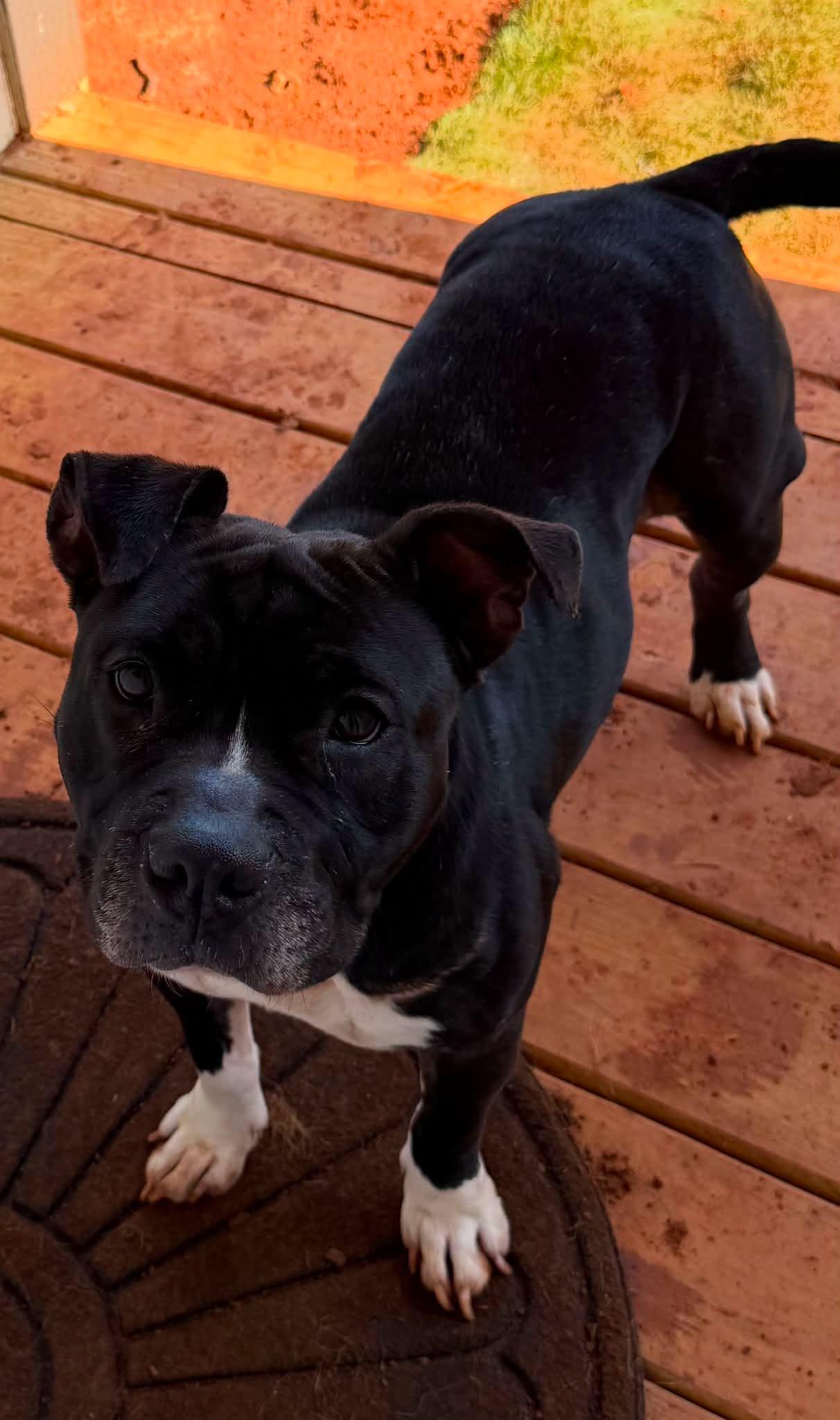 Tinkerbelle, a Adoptable mixed breed in Jacksonville, TX image 1/2