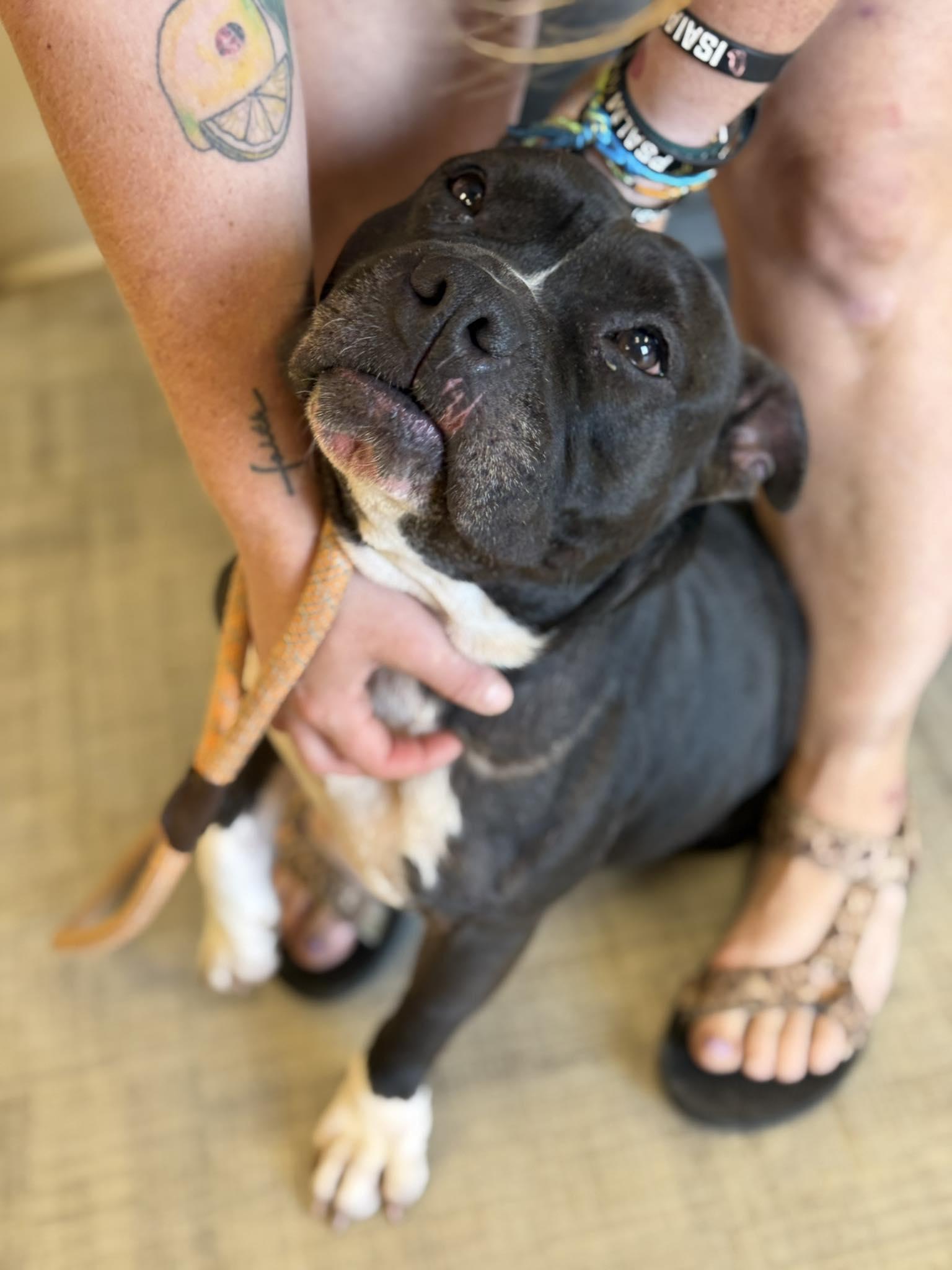 Enlarge Tinkerbelle, a Adoptable mixed breed in Jacksonville, TX image 1/1