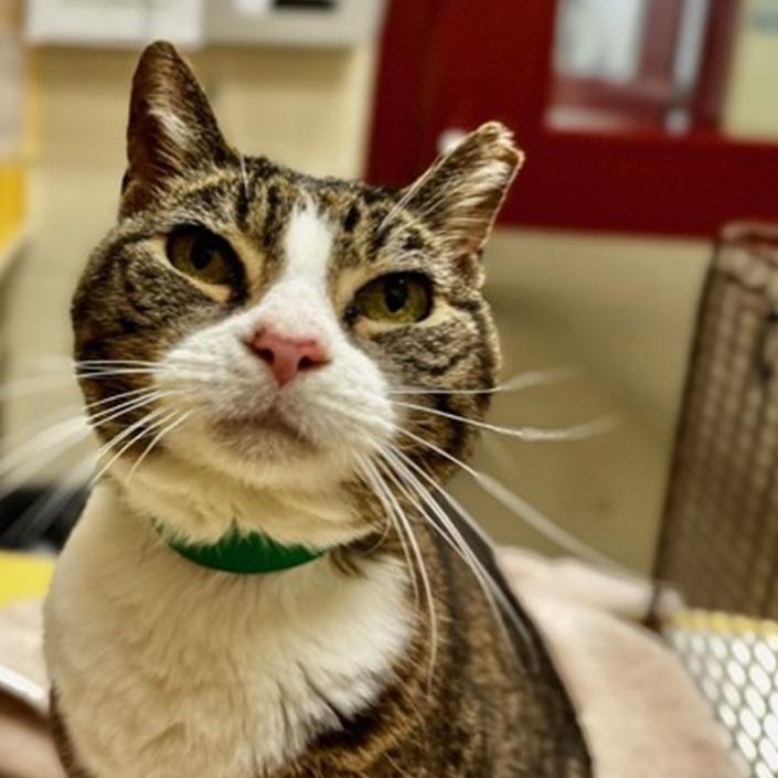 Enlarge SeSe, a Adoptable Domestic Short Hair in DAYTON, TN image 1/1