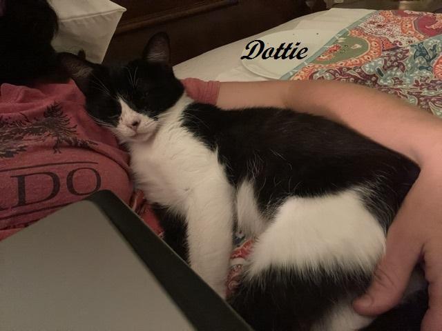 Enlarge Dottie, a Adoptable Tuxedo in Southern Pines, NC image 6/6