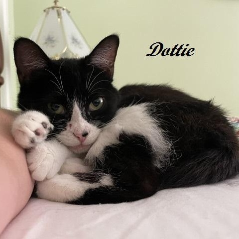 Enlarge Dottie, a Adoptable Tuxedo in Southern Pines, NC image 1/6
