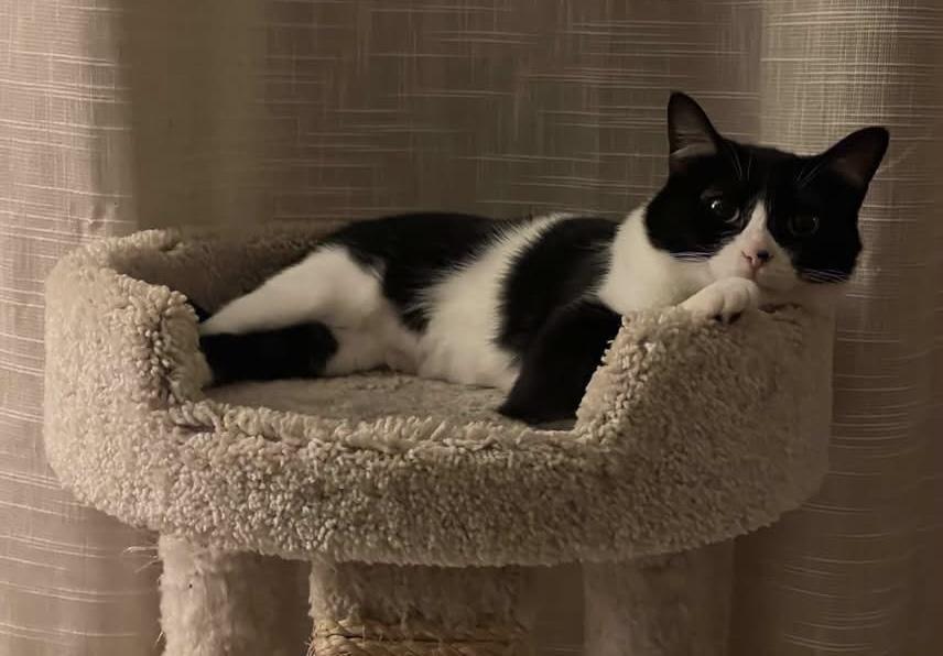 Enlarge Dottie, a Adoptable Tuxedo in Southern Pines, NC image 2/6