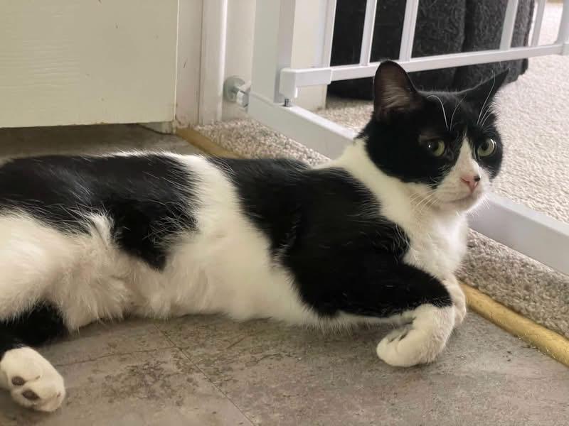 Enlarge Dottie, a Adoptable Tuxedo in Southern Pines, NC image 3/6