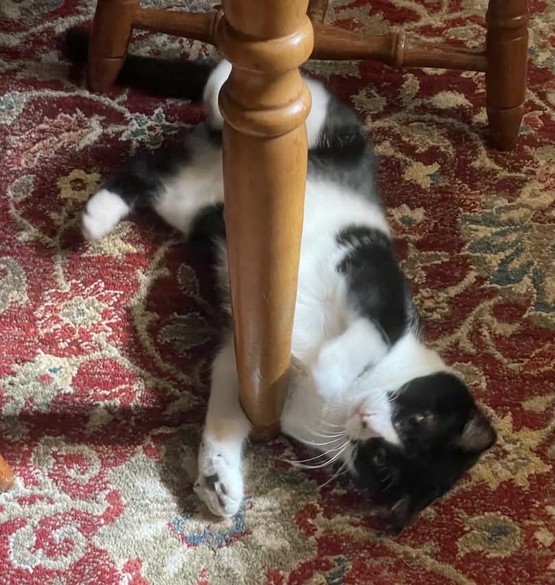 Enlarge Dottie, a Adoptable Tuxedo in Southern Pines, NC image 5/6