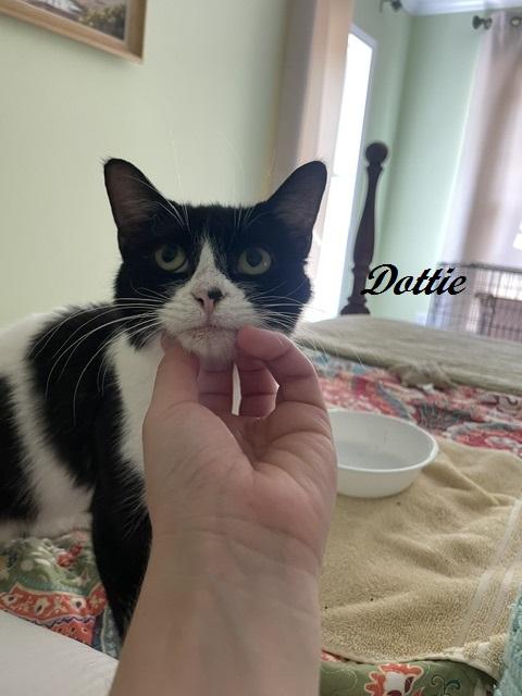 Enlarge Dottie, a Adoptable Tuxedo in Southern Pines, NC image 4/6
