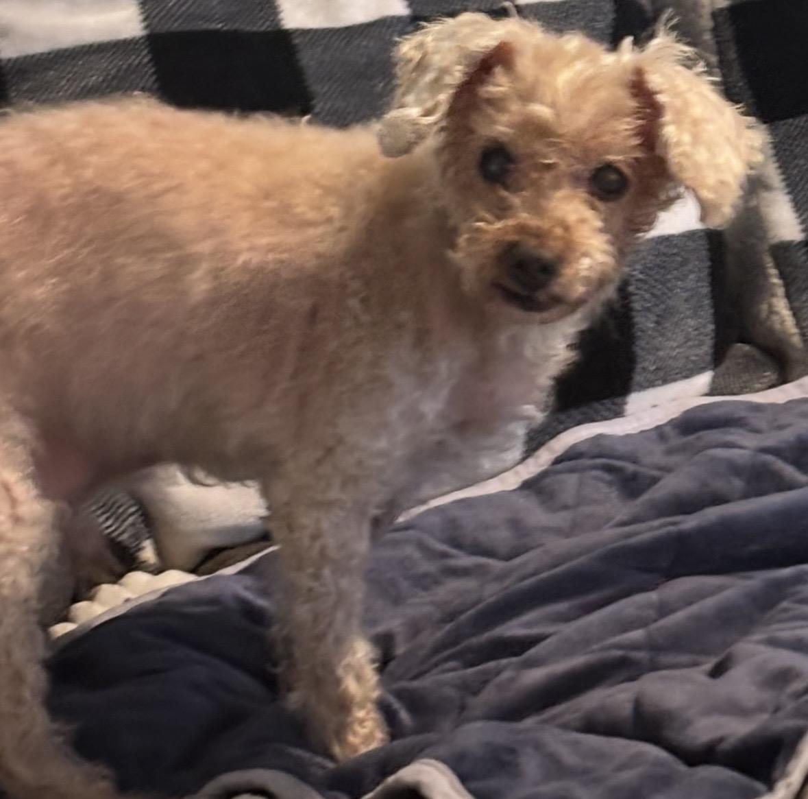 Enlarge Teddy, a ADOPTABLE Poodle in Wilmington, DE image 4/4