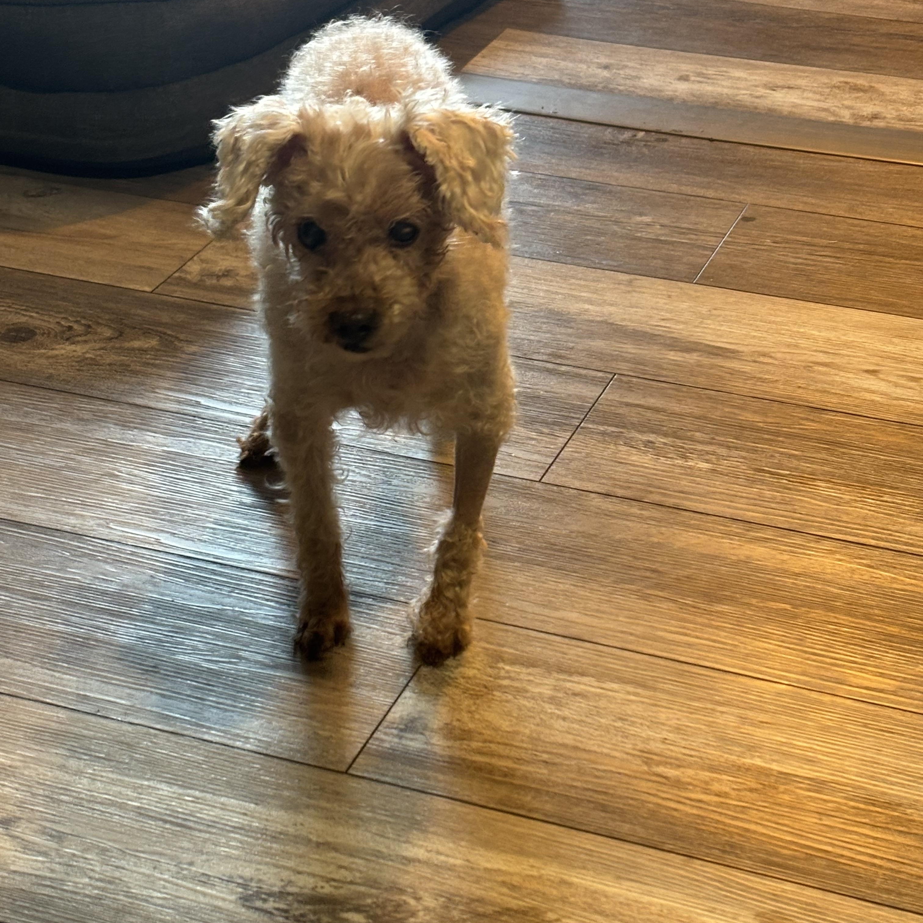 Enlarge Teddy, a ADOPTABLE Poodle in Wilmington, DE image 1/4