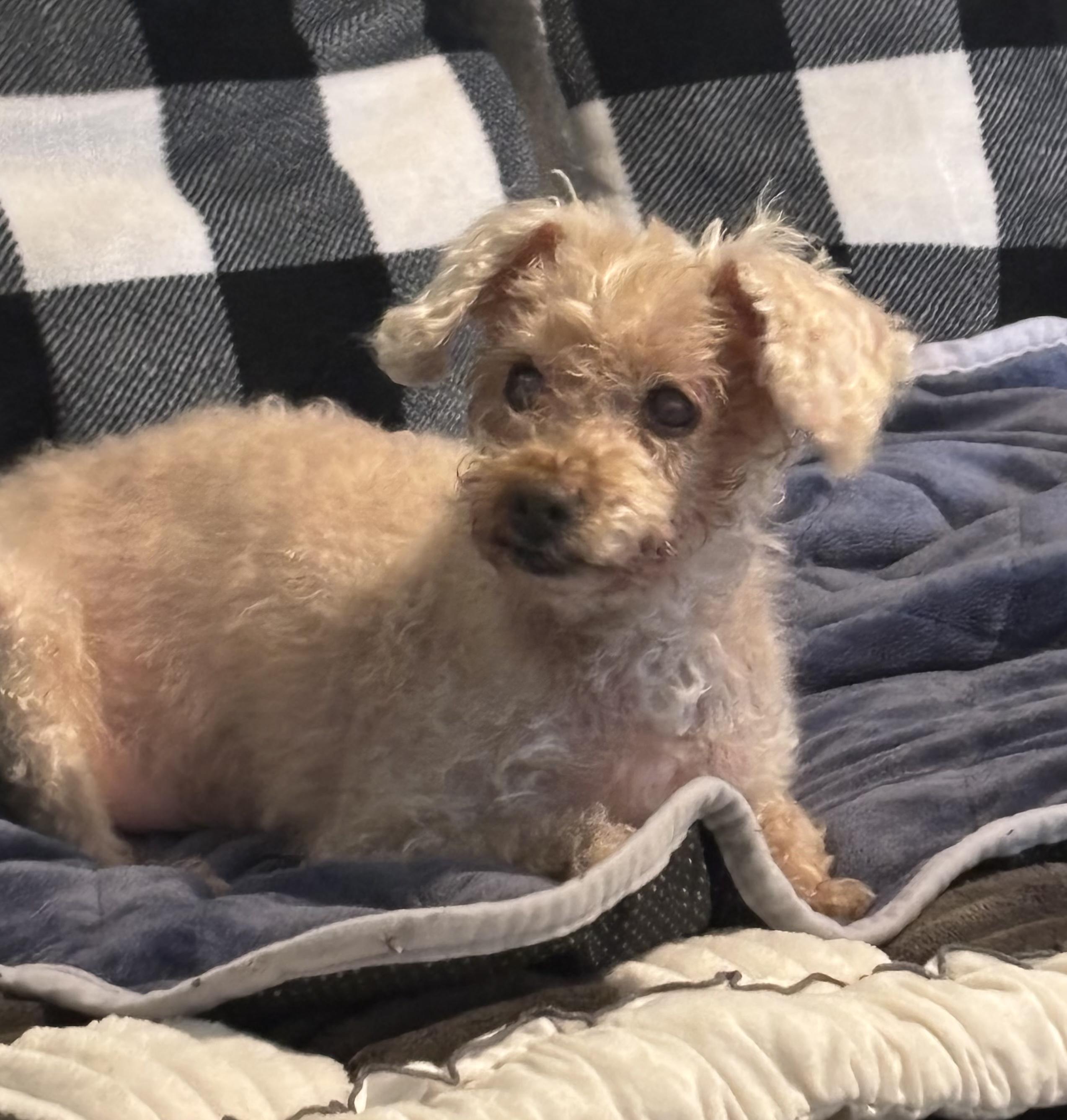 Enlarge Teddy, a ADOPTABLE Poodle in Wilmington, DE image 3/4