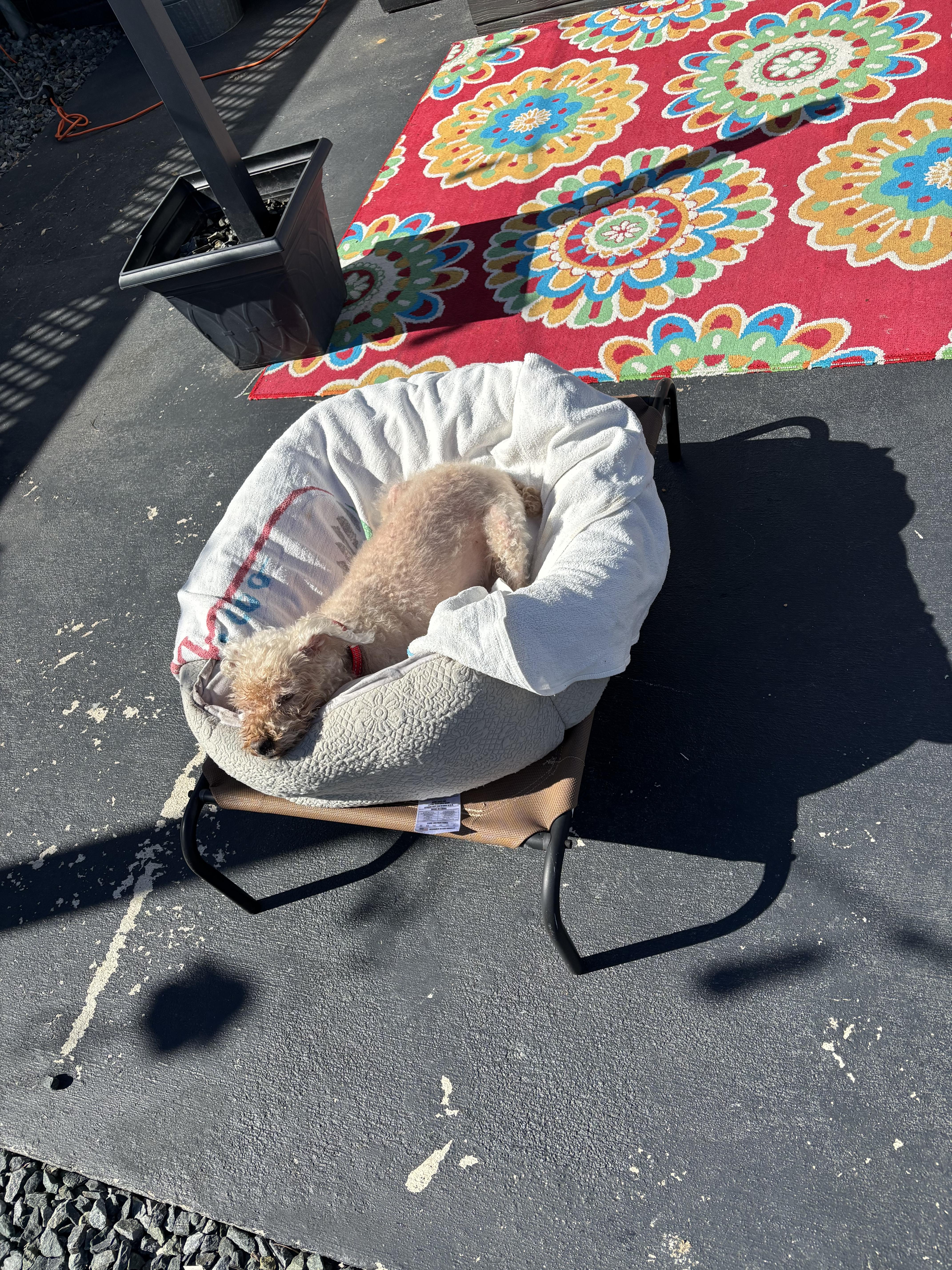 Enlarge Teddy, a ADOPTABLE Poodle in Wilmington, DE image 2/4