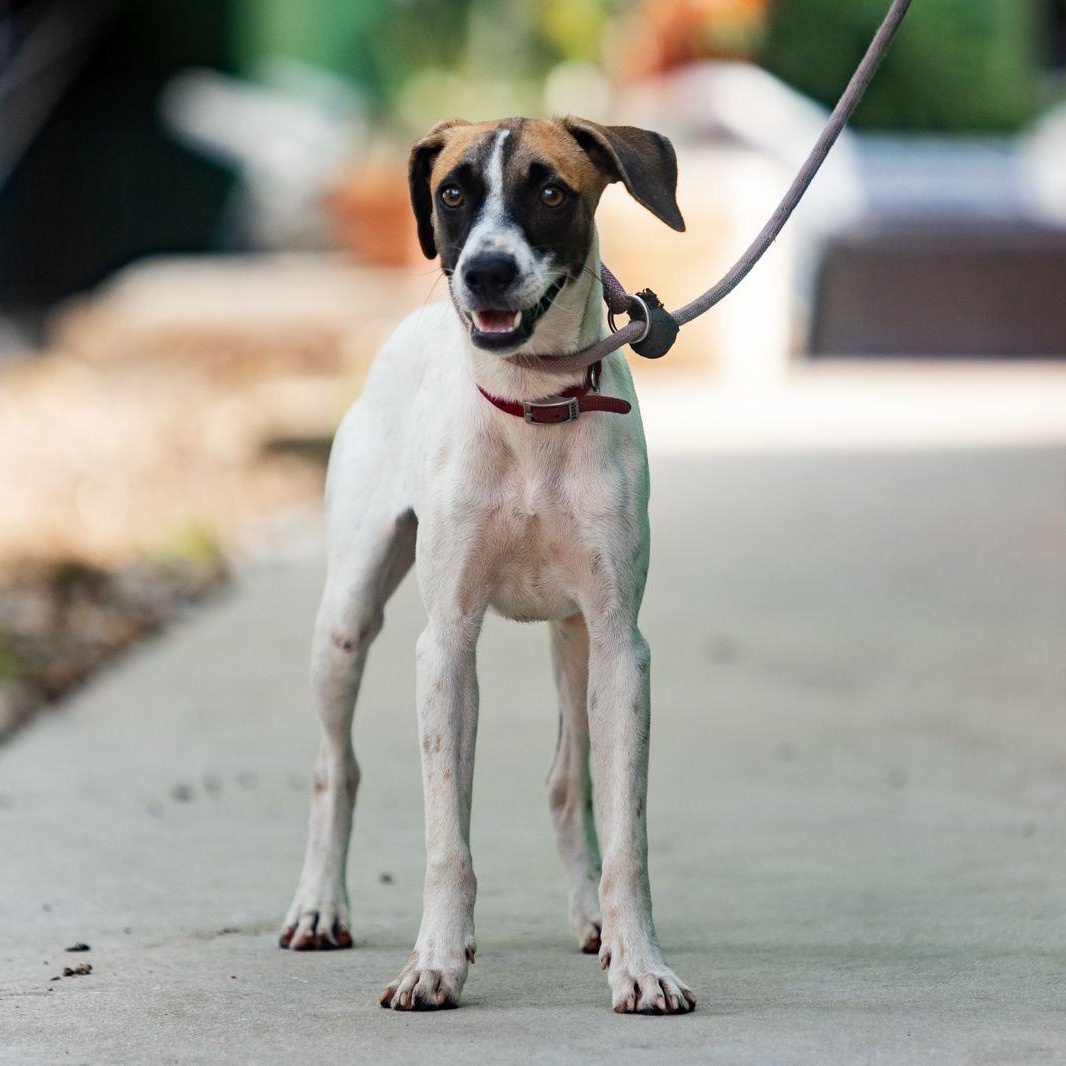 Maika, a ADOPTABLE mixed breed in New York, NY image 3/6