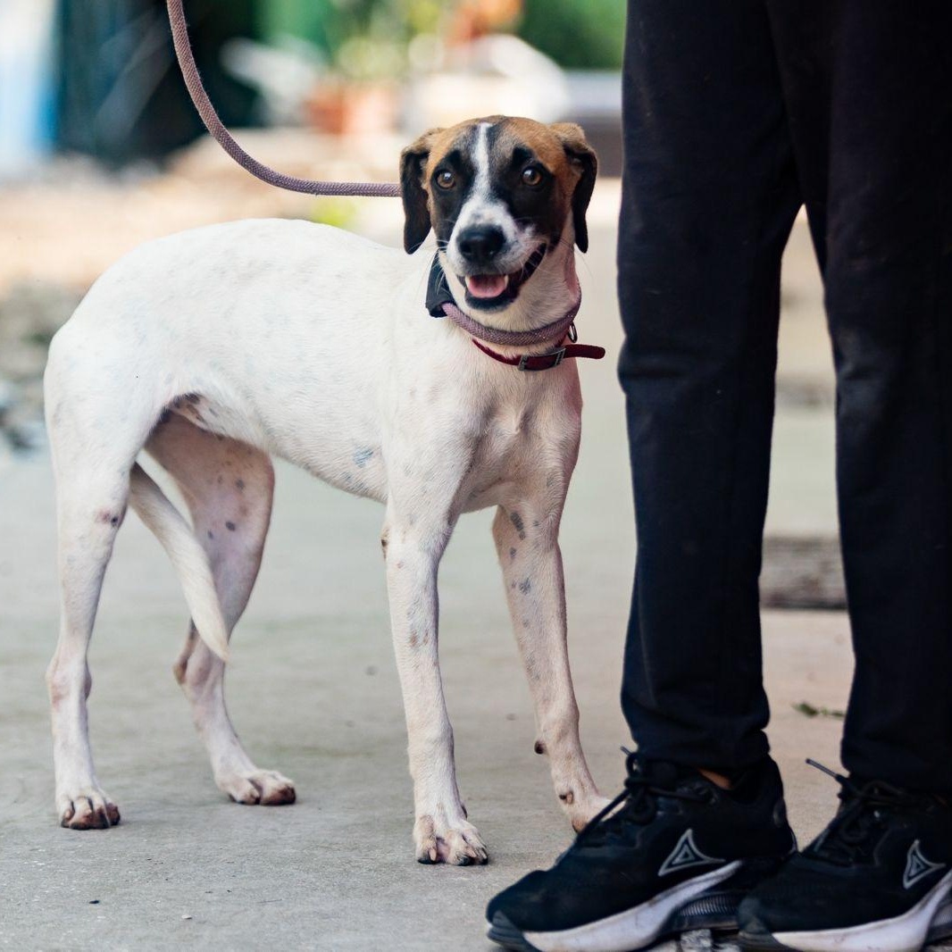 Maika, a ADOPTABLE mixed breed in New York, NY image 6/6