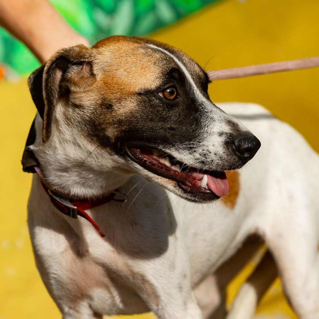 Maika, ADOPTABLE, Young Female Whippet & Jack Russell Terrier.