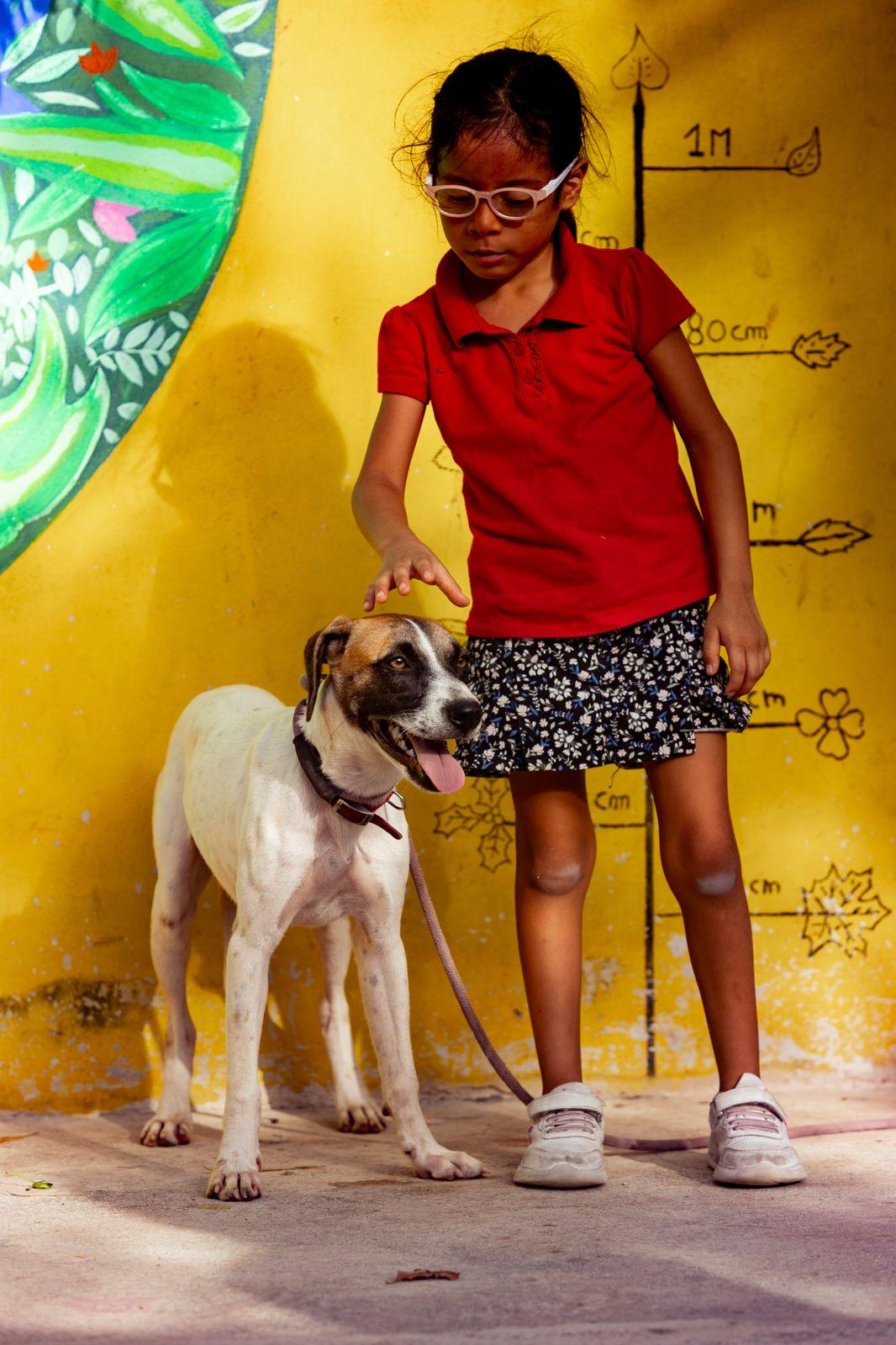 Maika, a ADOPTABLE mixed breed in New York, NY image 4/6