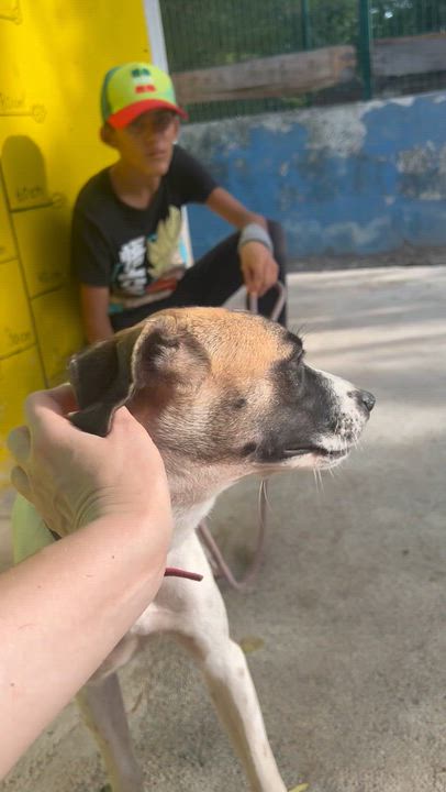 Enlarge Maika, a ADOPTABLE mixed breed in New York, NY video 5/6