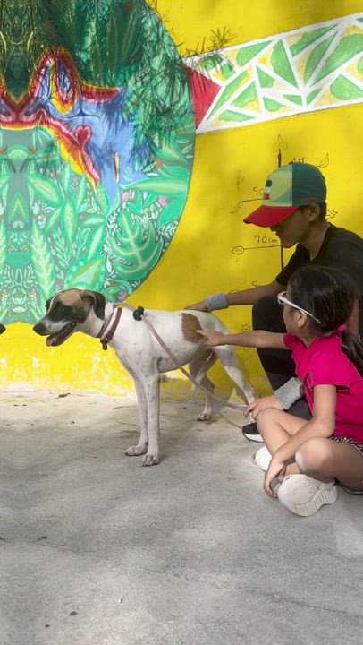 Enlarge Maika, a ADOPTABLE mixed breed in New York, NY video 2/6