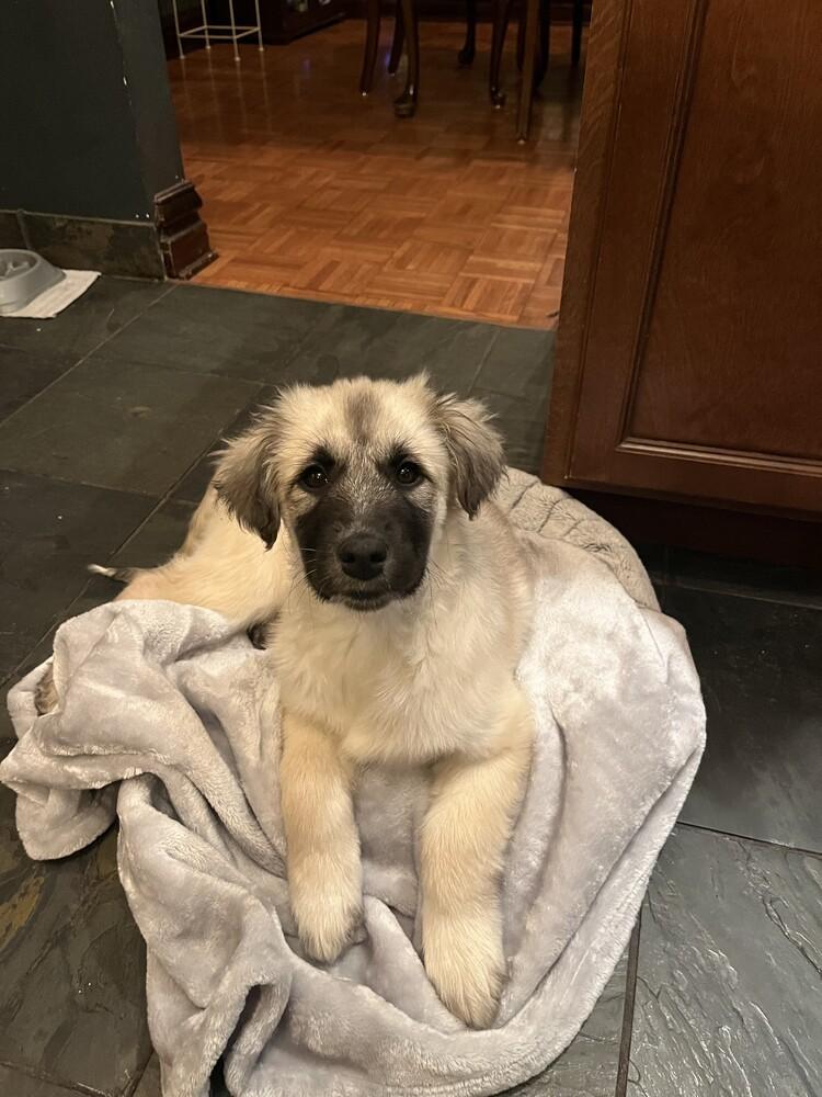 Zuni, Adoptable, Puppy Female Anatolian Shepherd & Great Pyrenees.