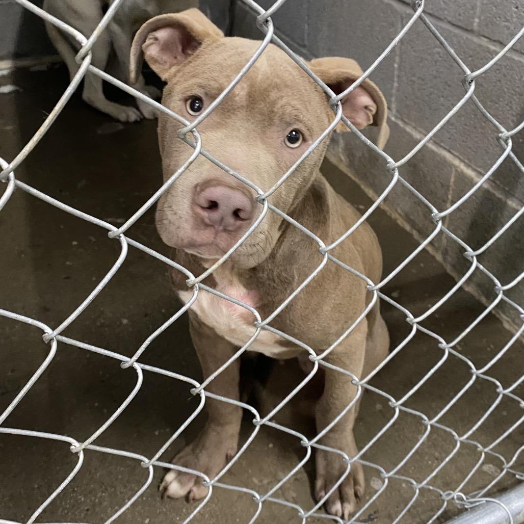 Louis, a Adoptable Pit Bull Terrier in Corbin, KY image 1/3