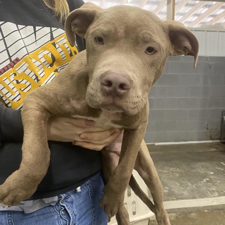 Louis, a Adoptable Pit Bull Terrier in Corbin, KY image 2/3