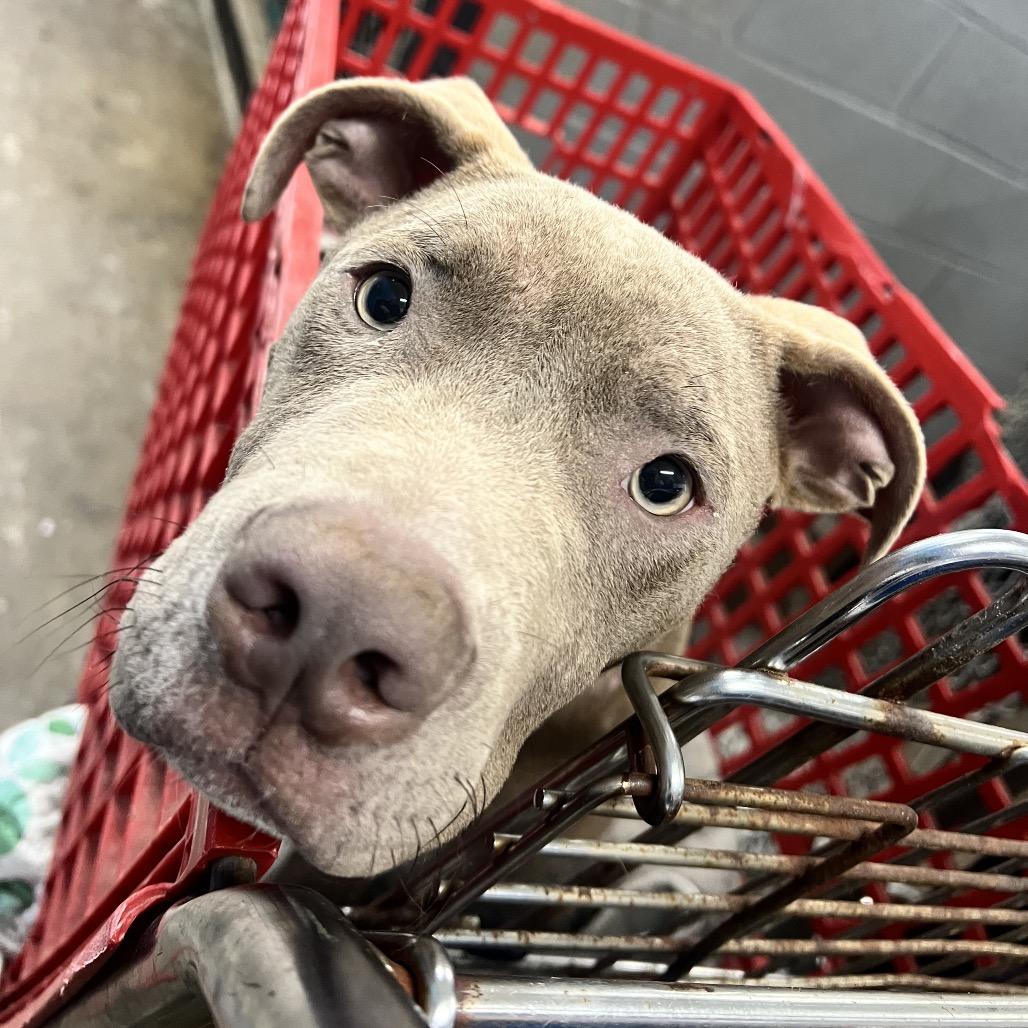 Louis, a Adoptable Pit Bull Terrier in Corbin, KY image 3/3