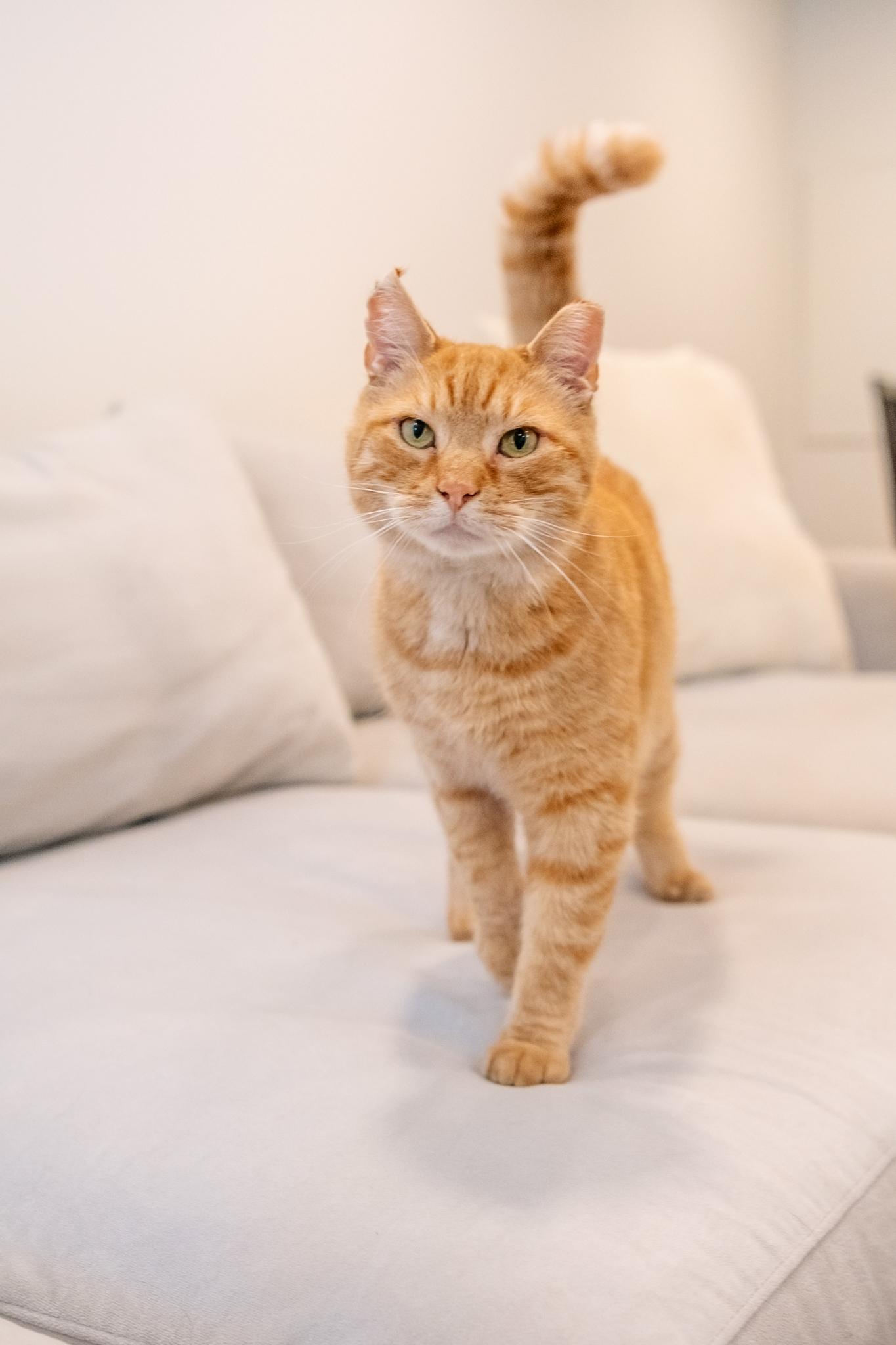 Enlarge Goliath, a Adopted Domestic Short Hair in New York, NY image 3/5